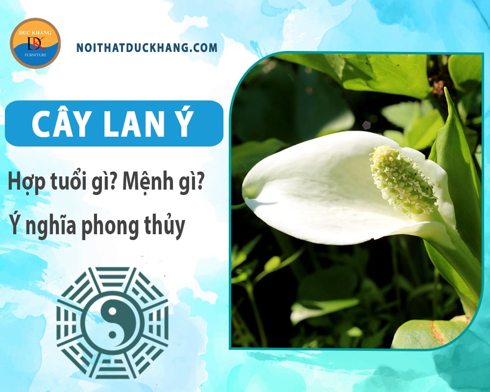 Cây lan ý hợp mệnh gì? Tuổi gì? Ý nghĩa phong thủy