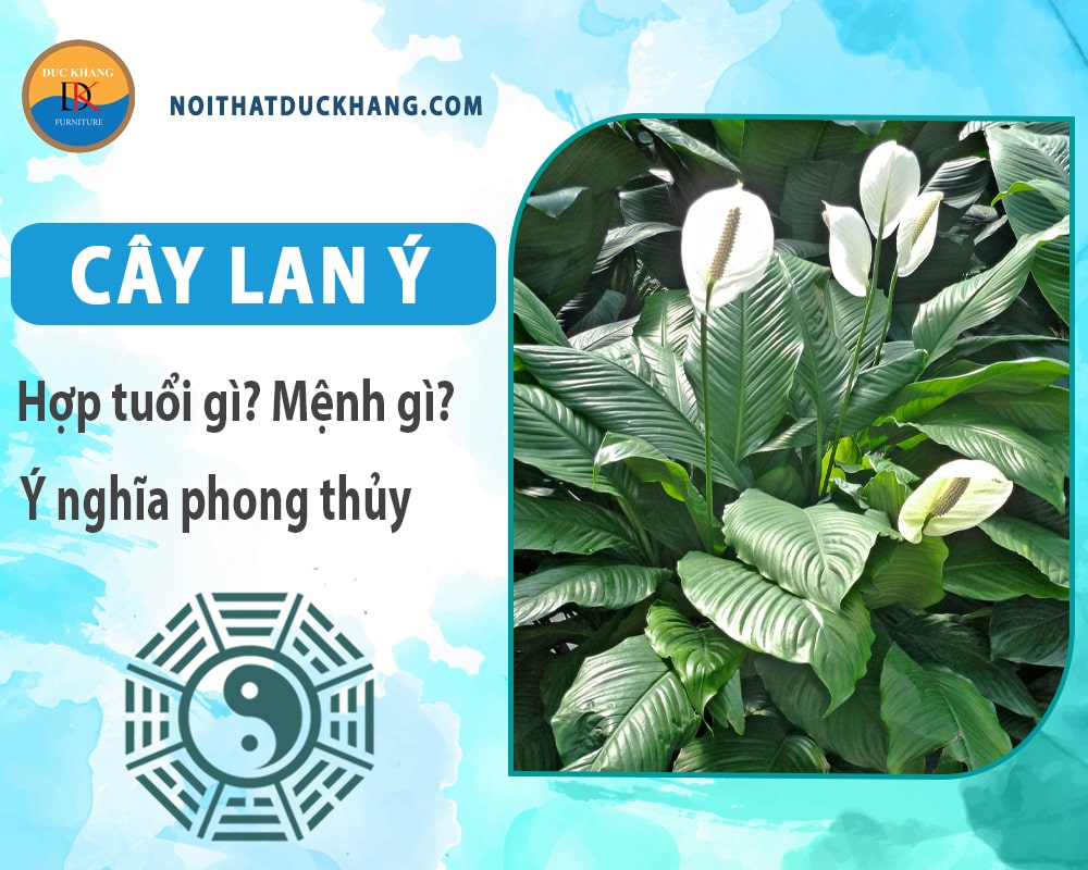 Cây lan ý hợp mệnh gì? Tuổi gì? Ý nghĩa phong thủy