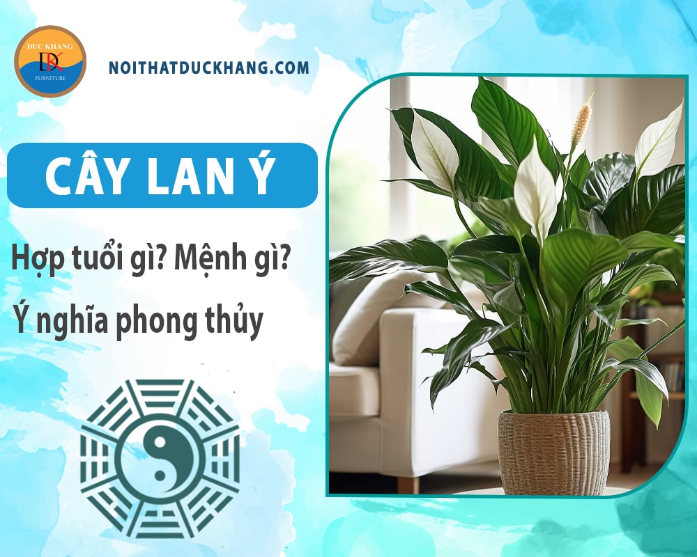 Cây lan ý hợp mệnh gì? Tuổi gì? Ý nghĩa phong thủy