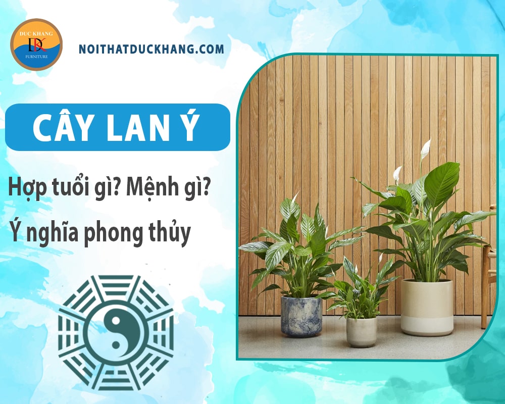 Cây lan ý hợp mệnh gì? Tuổi gì? Ý nghĩa phong thủy