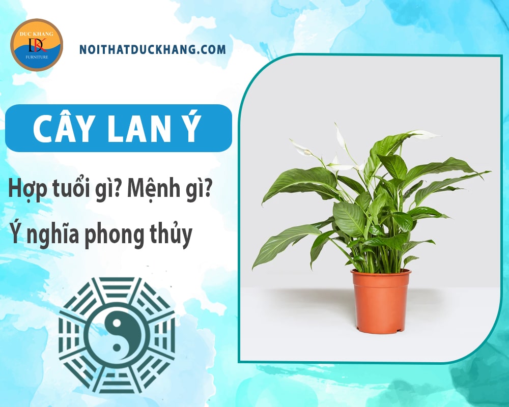 Cây lan ý hợp mệnh gì? Tuổi gì? Ý nghĩa phong thủy