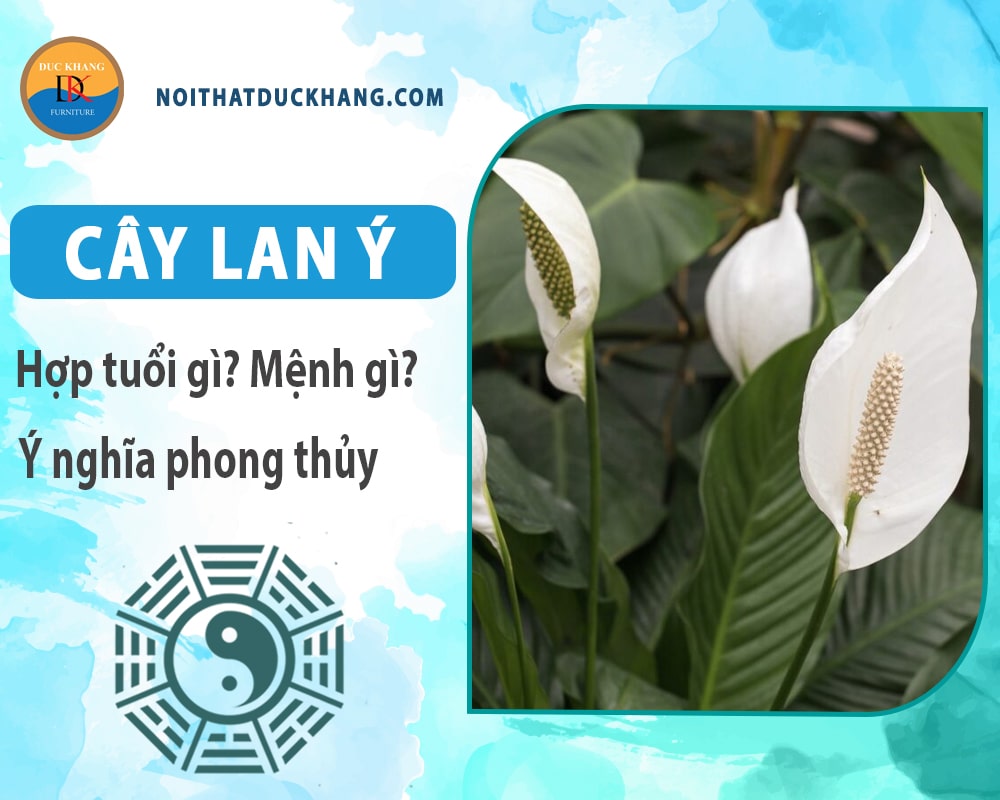 Cây lan ý hợp mệnh gì? Tuổi gì? Ý nghĩa phong thủy