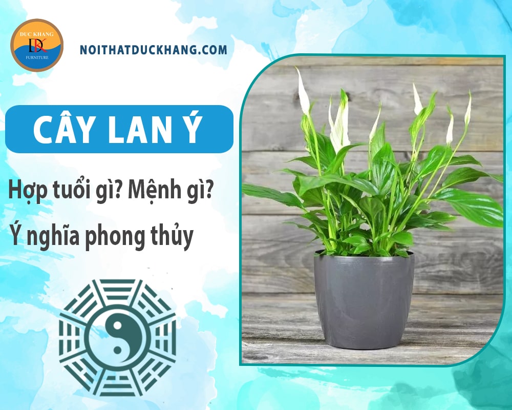 Cây lan ý hợp mệnh gì? Tuổi gì? Ý nghĩa phong thủy