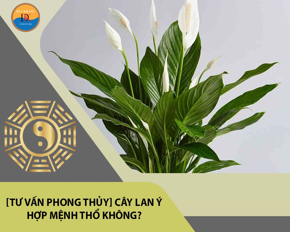 [Tư vấn phong thủy] Cây lan ý hợp mệnh Thổ không?