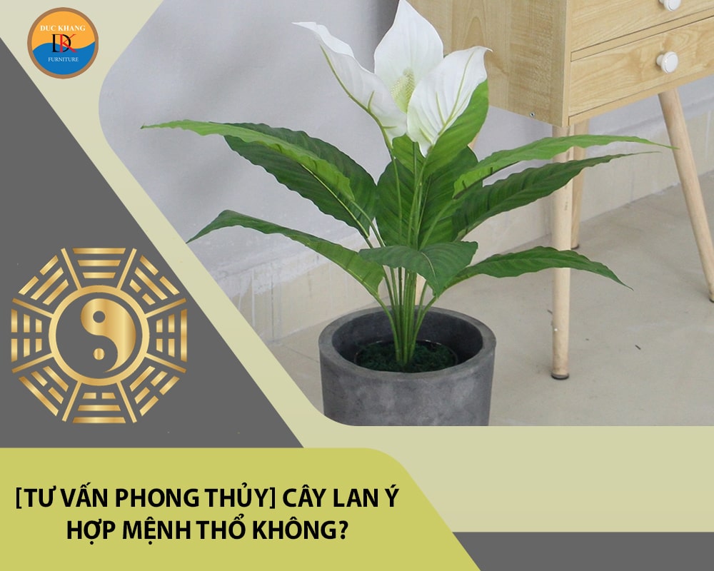 [Tư vấn phong thủy] Cây lan ý hợp mệnh Thổ không?