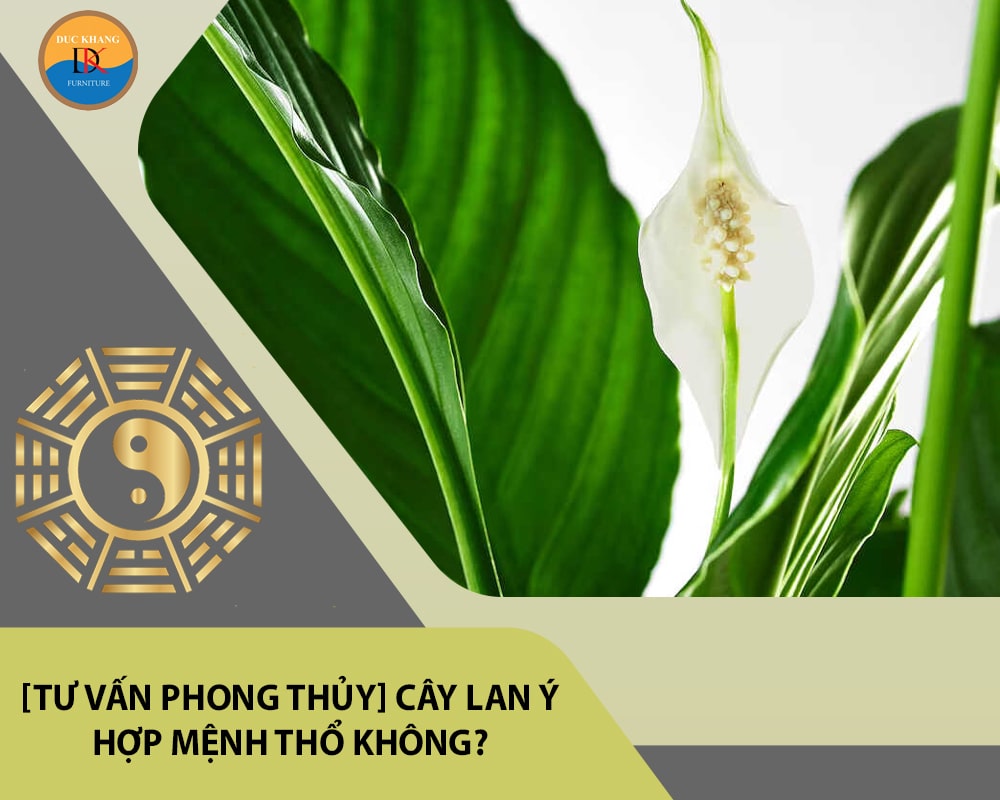 [Tư vấn phong thủy] Cây lan ý hợp mệnh Thổ không?