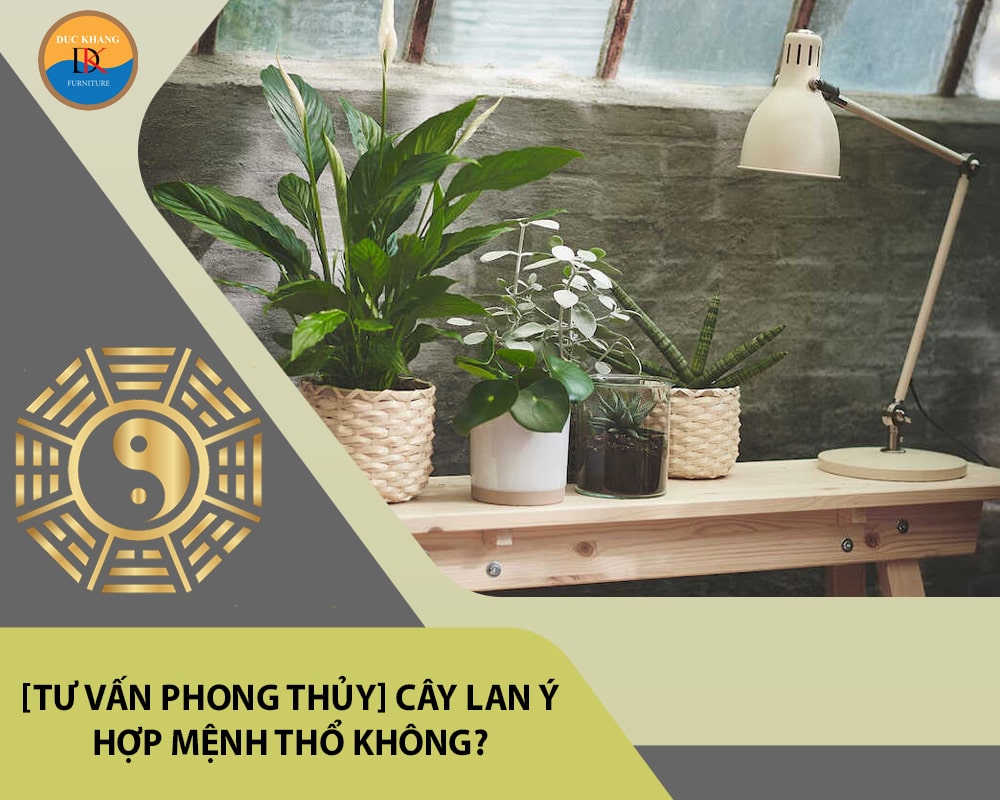 [Tư vấn phong thủy] Cây lan ý hợp mệnh Thổ không?