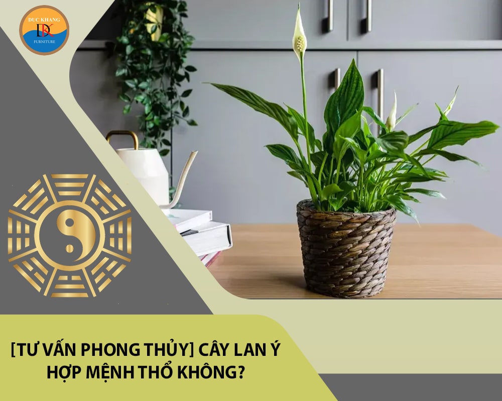 [Tư vấn phong thủy] Cây lan ý hợp mệnh Thổ không?