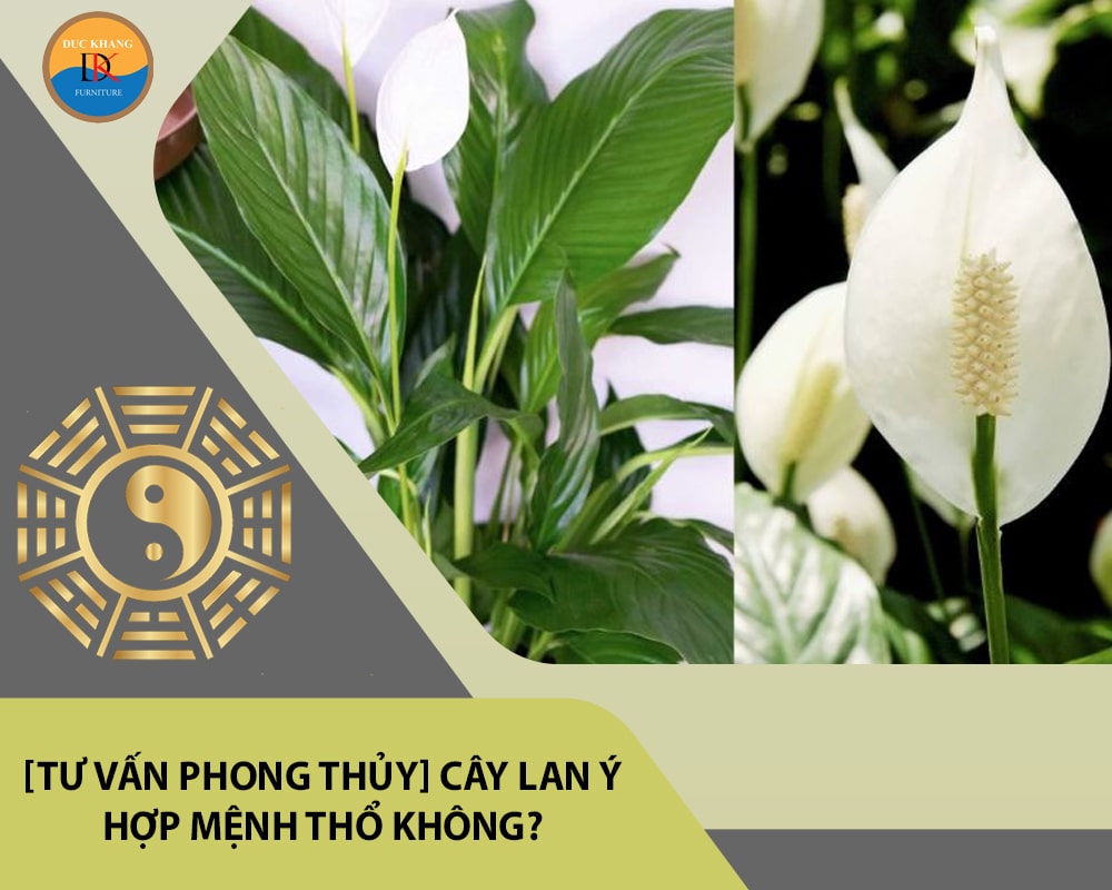 [Tư vấn phong thủy] Cây lan ý hợp mệnh Thổ không?