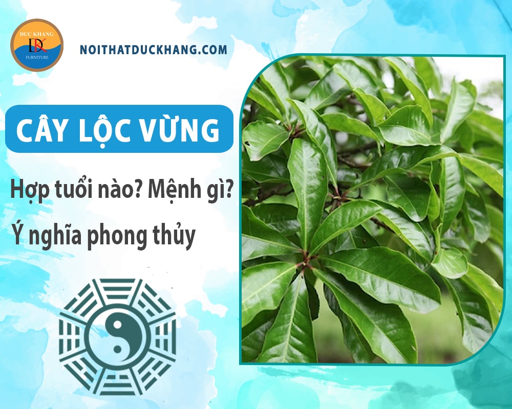 Cây lộc vừng hợp tuổi nào? Mệnh gì? Ý nghĩa phong thủy?