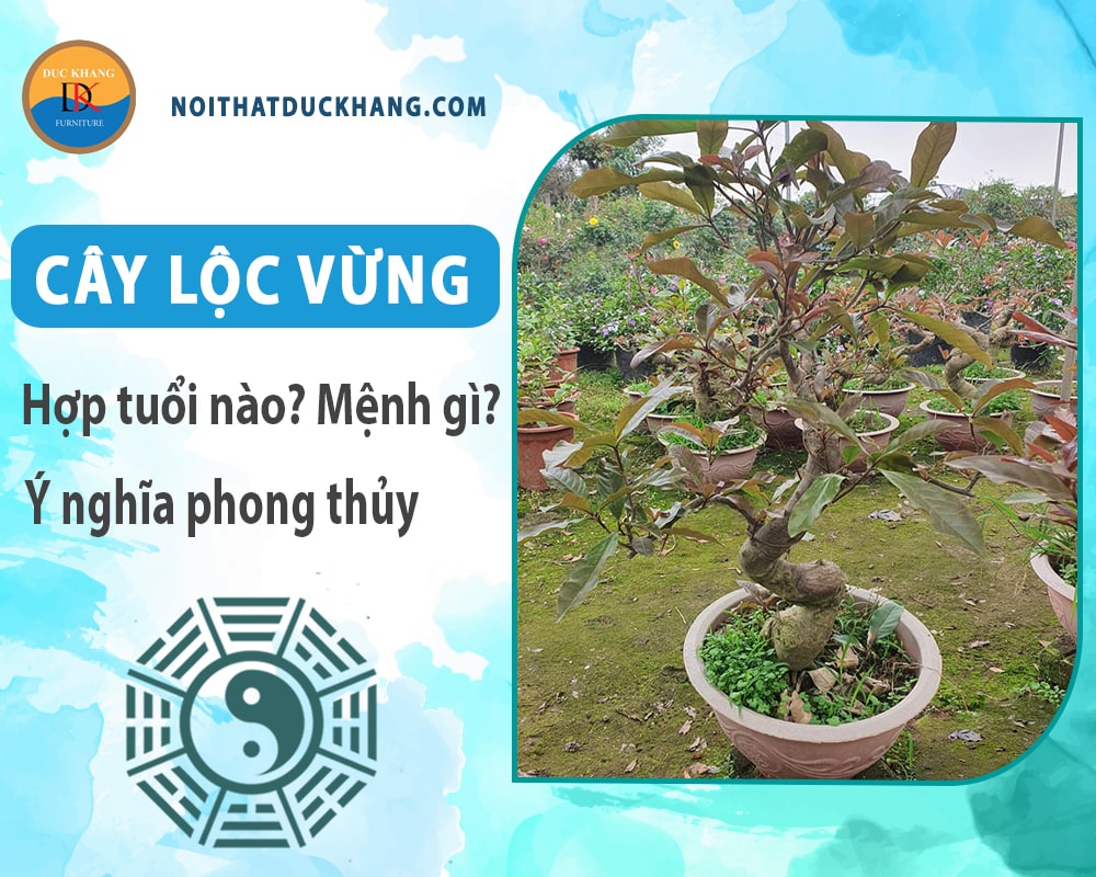 Cây lộc vừng hợp tuổi nào? Mệnh gì? Ý nghĩa phong thủy?