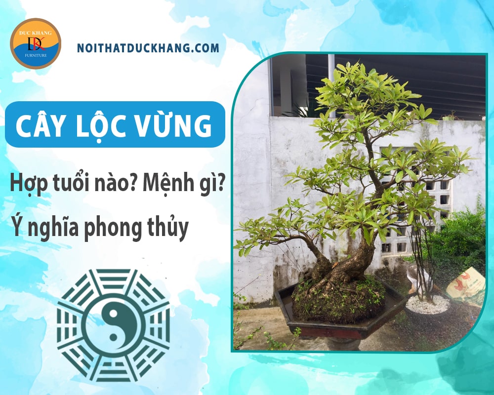 Cây lộc vừng hợp tuổi nào? Mệnh gì? Ý nghĩa phong thủy?