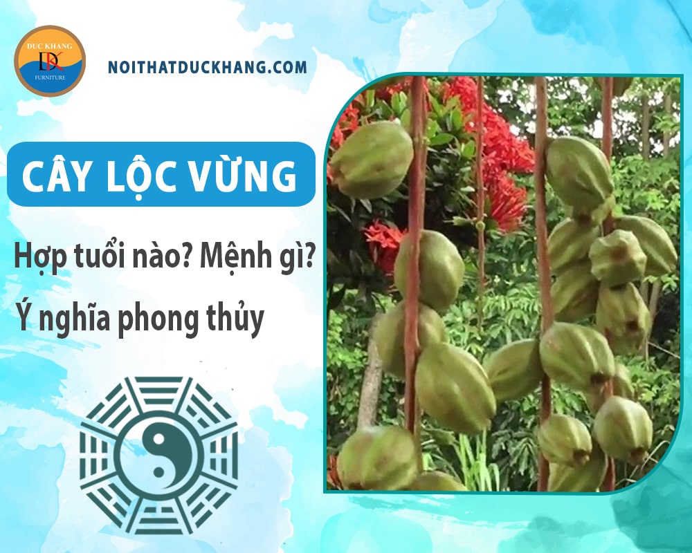 Cây lộc vừng hợp tuổi nào? Mệnh gì? Ý nghĩa phong thủy?