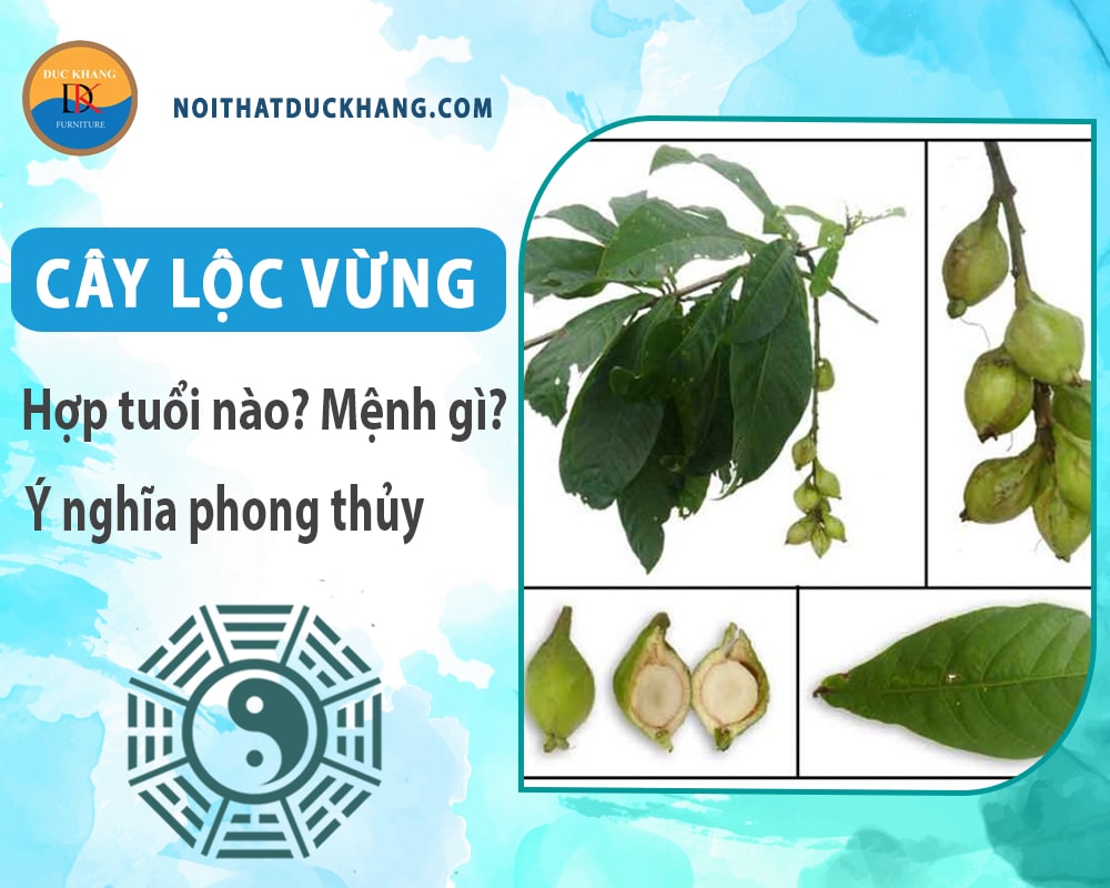 Cây lộc vừng hợp tuổi nào? Mệnh gì? Ý nghĩa phong thủy?