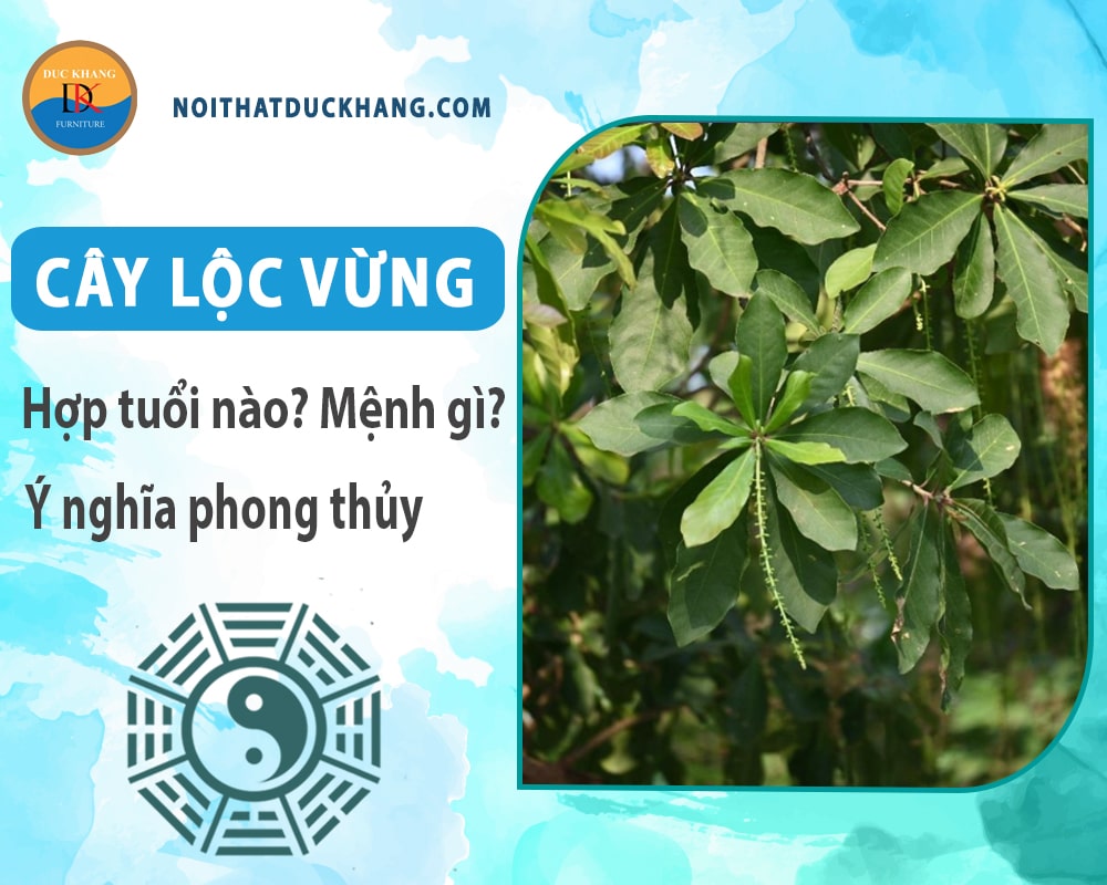 Cây lộc vừng hợp tuổi nào? Mệnh gì? Ý nghĩa phong thủy?