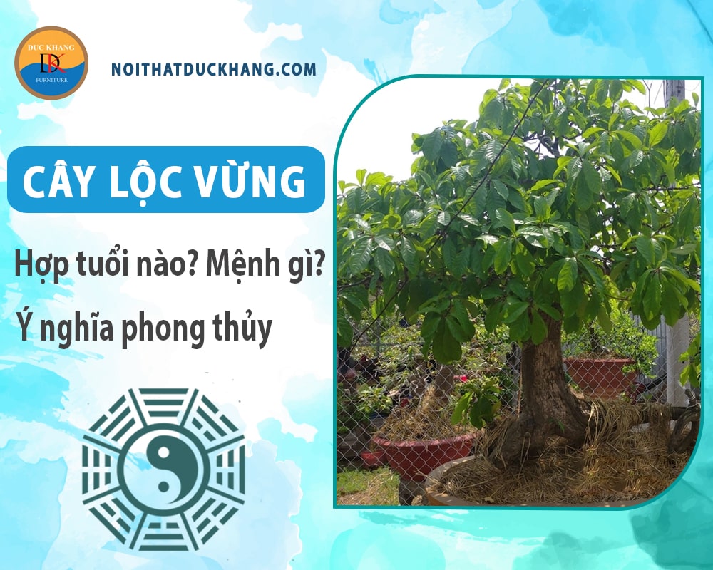 Cây lộc vừng hợp tuổi nào? Mệnh gì? Ý nghĩa phong thủy?