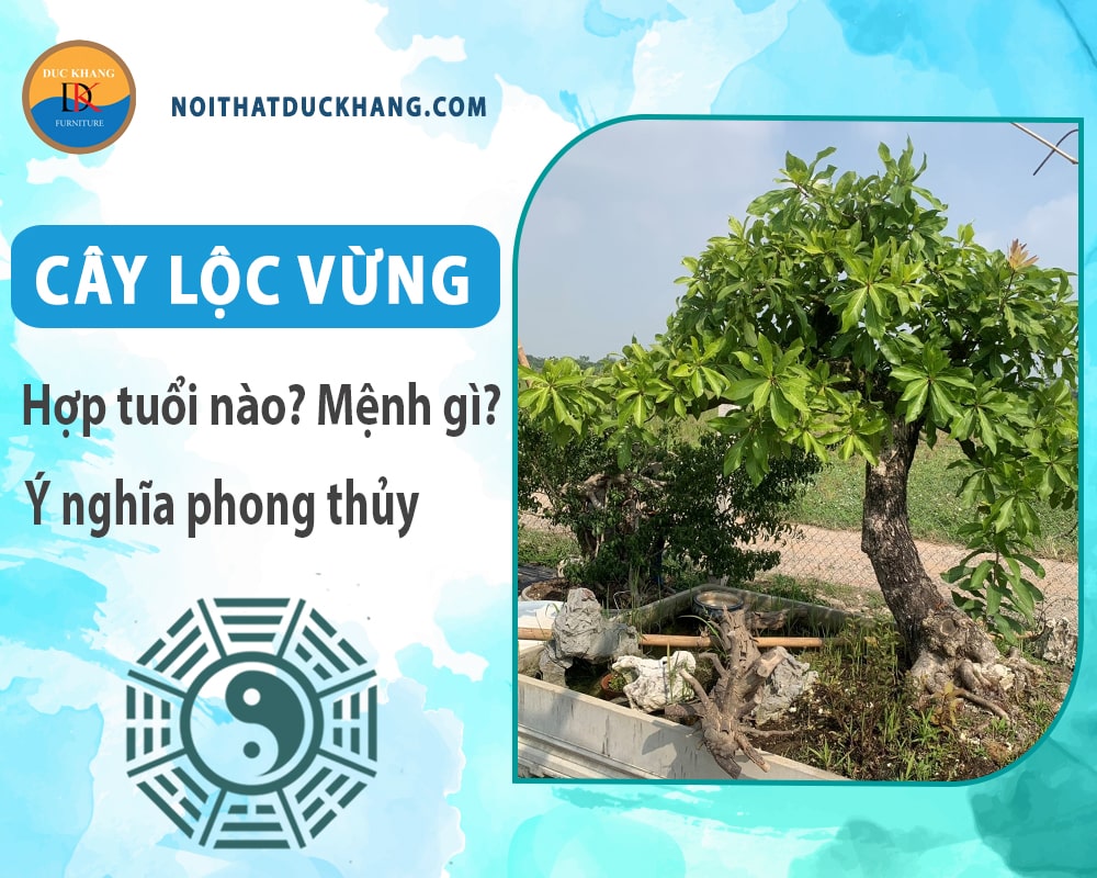 Cây lộc vừng hợp tuổi nào? Mệnh gì? Ý nghĩa phong thủy?