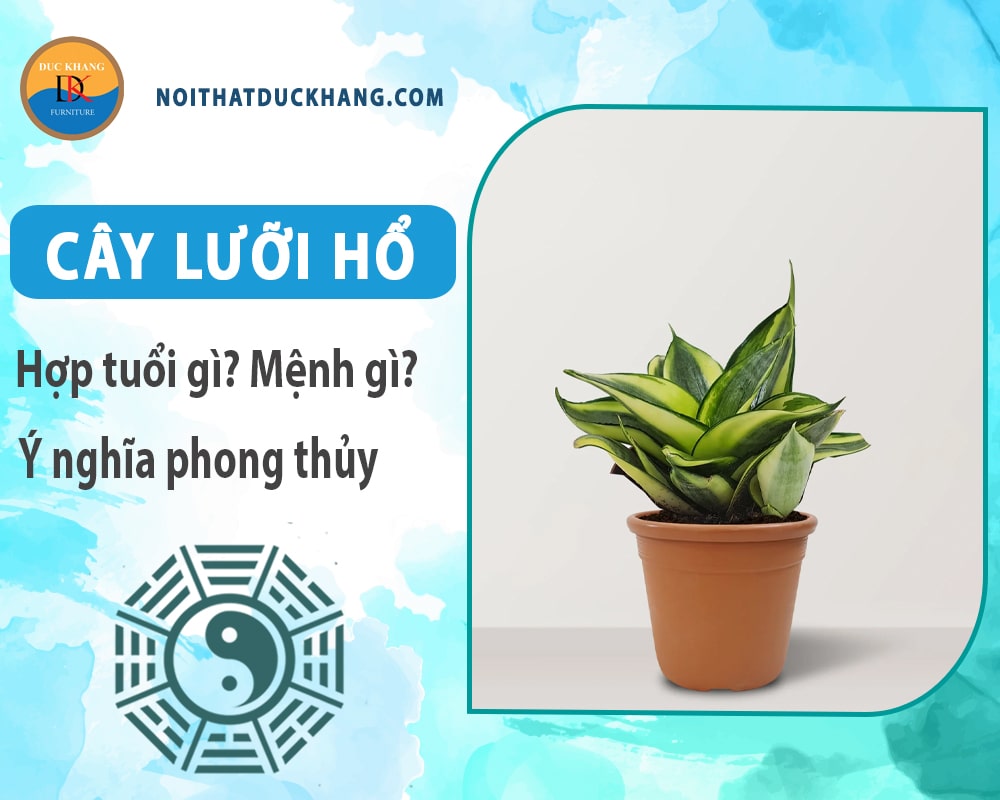 Cây lưỡi hổ hợp tuổi gì? Mệnh gì? Ý nghĩa phong thủy?