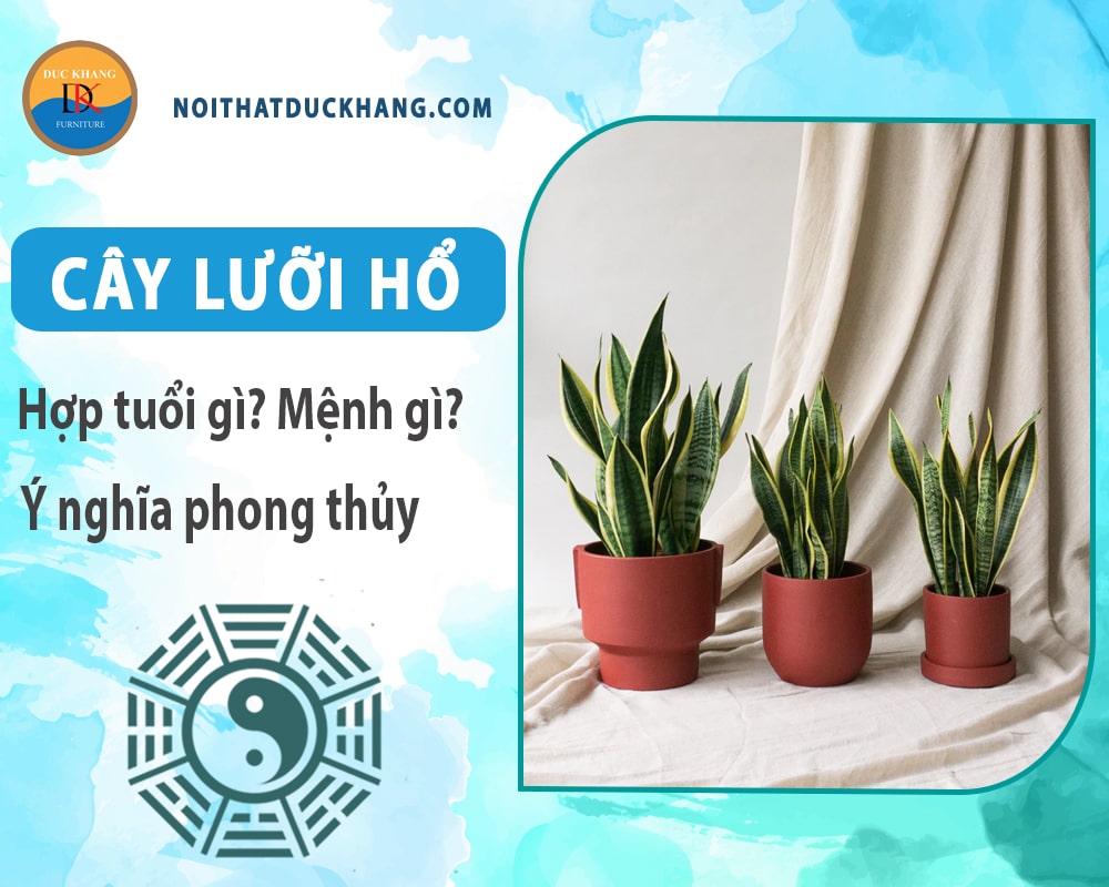 Cây lưỡi hổ hợp tuổi gì? Mệnh gì? Ý nghĩa phong thủy?