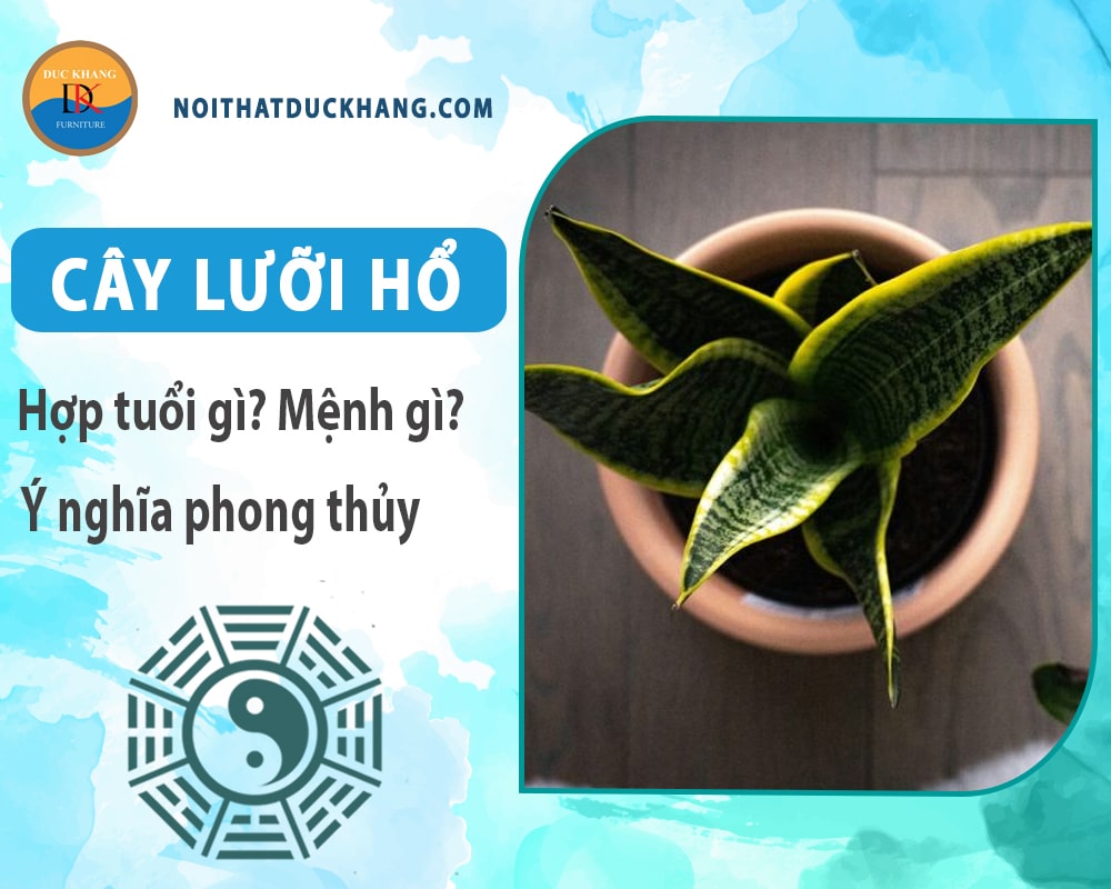 Cây lưỡi hổ hợp tuổi gì? Mệnh gì? Ý nghĩa phong thủy?