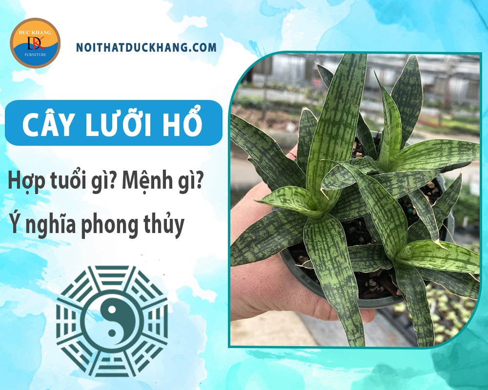 Cây lưỡi hổ hợp tuổi gì? Mệnh gì? Ý nghĩa phong thủy?