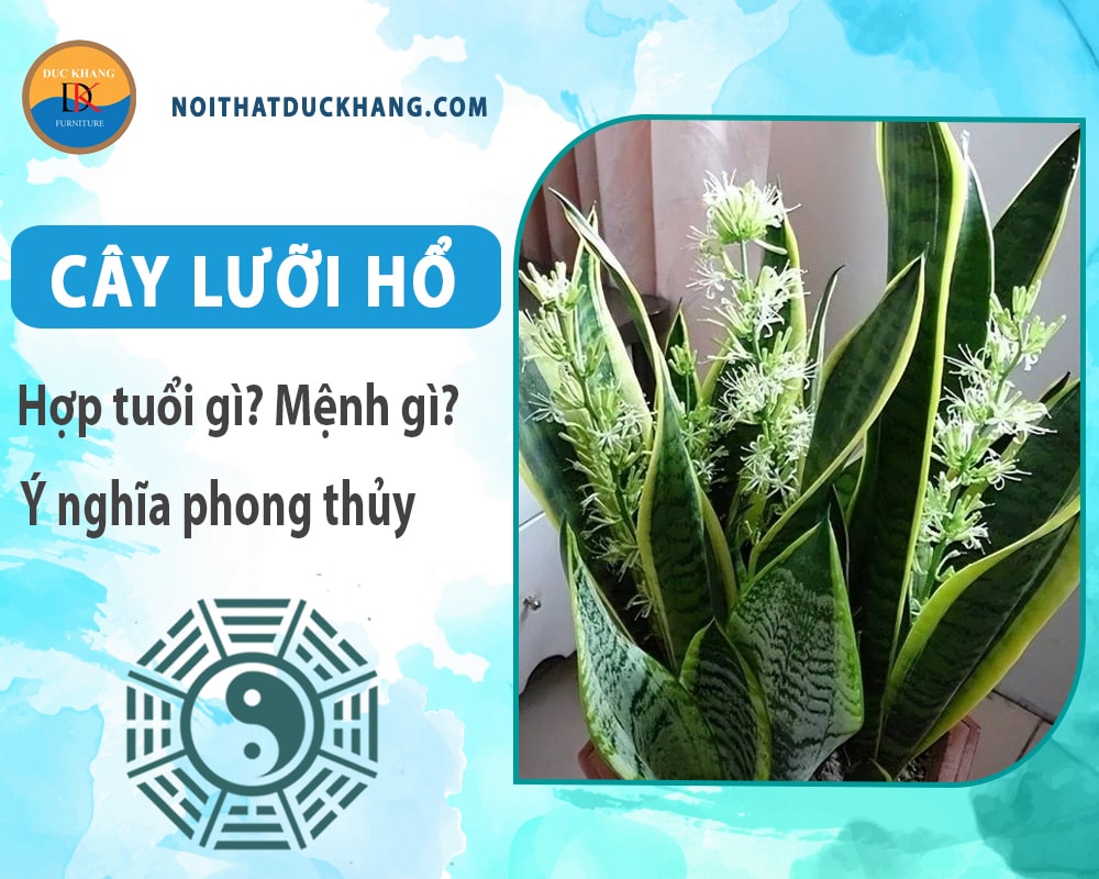 Cây lưỡi hổ hợp tuổi gì? Mệnh gì? Ý nghĩa phong thủy?