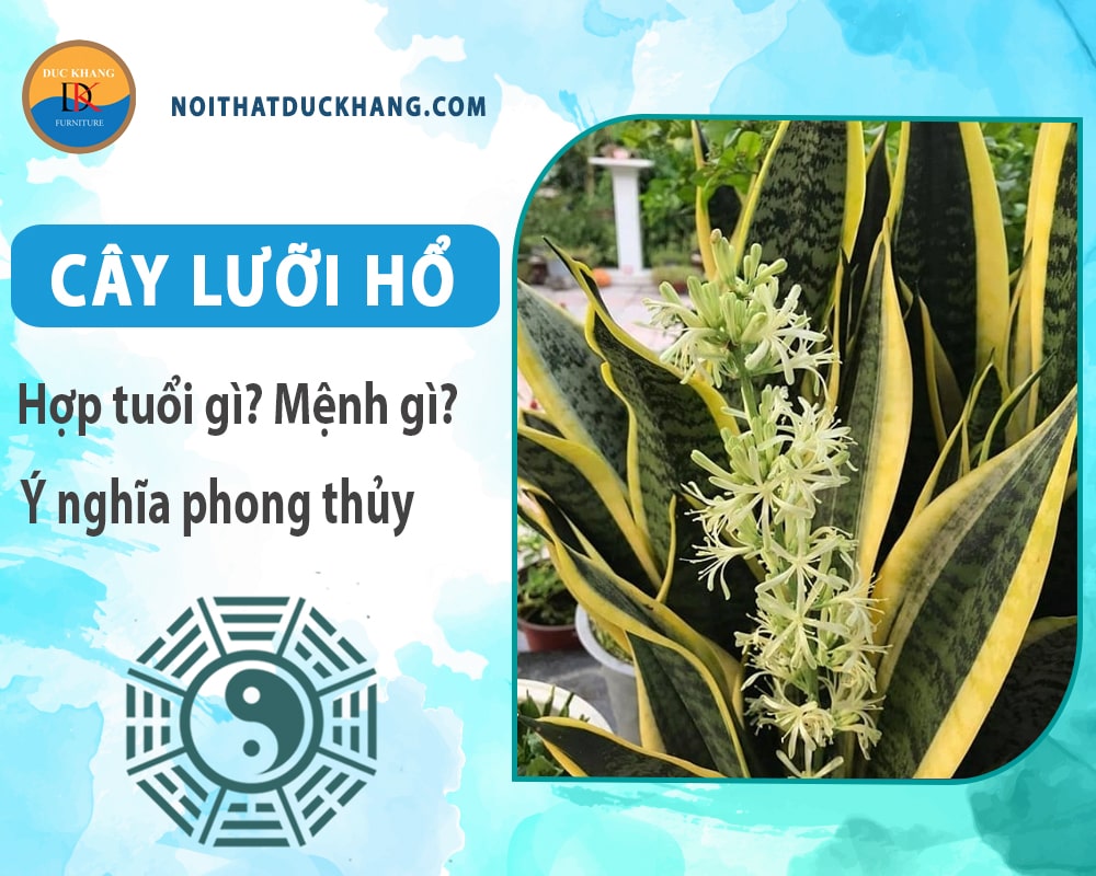 Cây lưỡi hổ hợp tuổi gì? Mệnh gì? Ý nghĩa phong thủy?