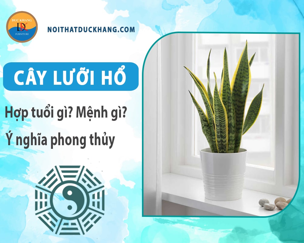 Cây lưỡi hổ hợp tuổi gì? Mệnh gì? Ý nghĩa phong thủy?