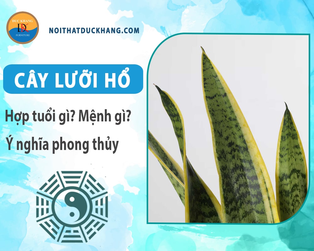 Cây lưỡi hổ hợp tuổi gì? Mệnh gì? Ý nghĩa phong thủy?