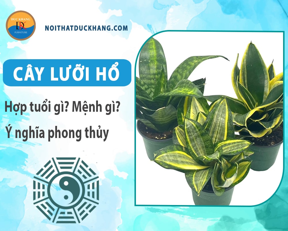 Cây lưỡi hổ hợp tuổi gì? Mệnh gì? Ý nghĩa phong thủy?