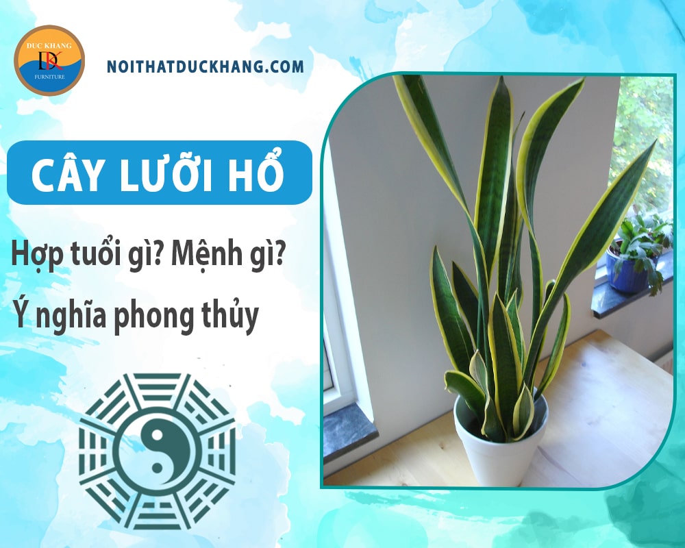 Cây lưỡi hổ hợp tuổi gì? Mệnh gì? Ý nghĩa phong thủy?