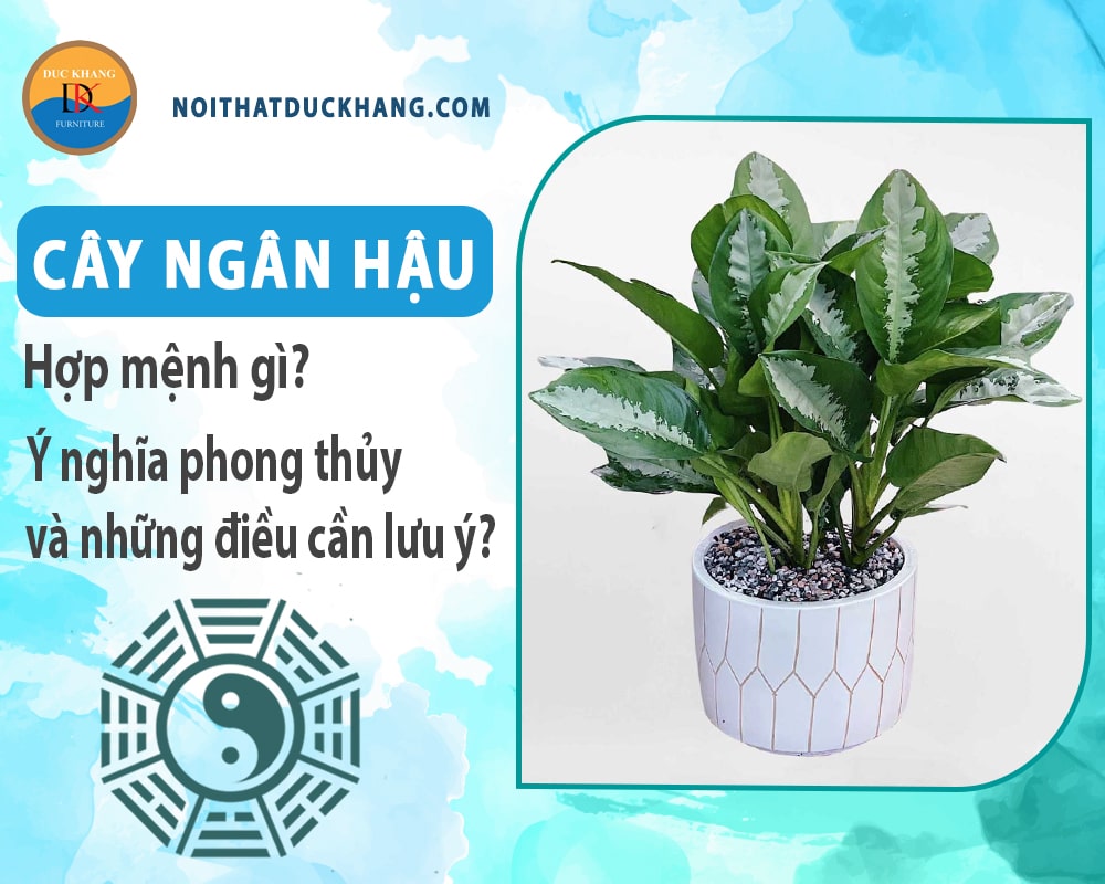 Cây ngân hậu hợp mệnh gì? Ý nghĩa phong thủy và những điều cần lưu ý