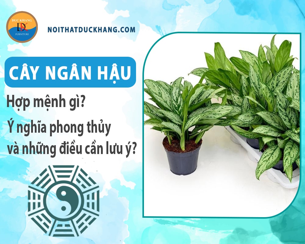 Cây ngân hậu hợp mệnh gì? Ý nghĩa phong thủy và những điều cần lưu ý