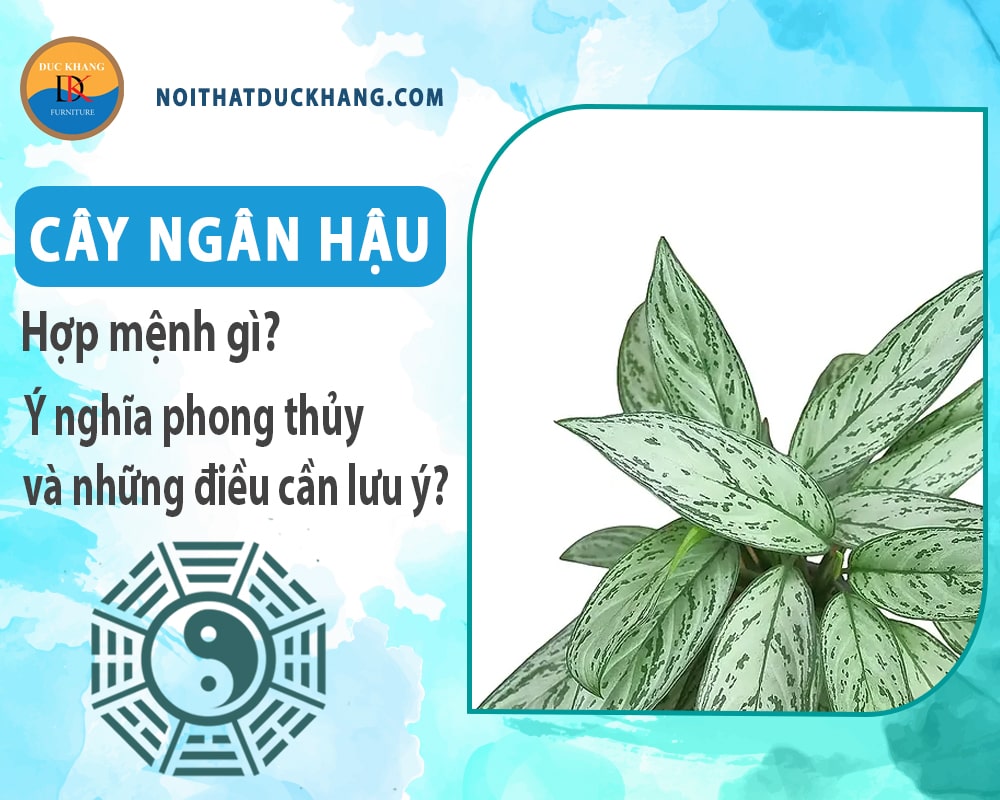 Cây ngân hậu hợp mệnh gì? Ý nghĩa phong thủy và những điều cần lưu ý