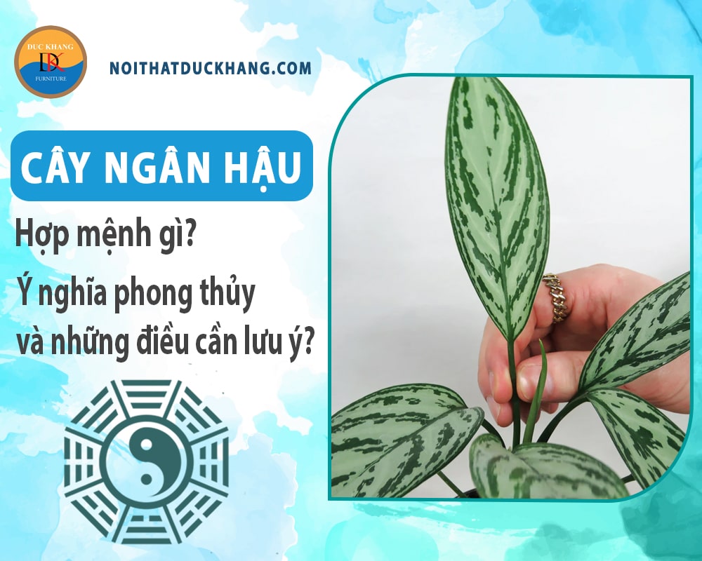 Cây ngân hậu hợp mệnh gì? Ý nghĩa phong thủy và những điều cần lưu ý