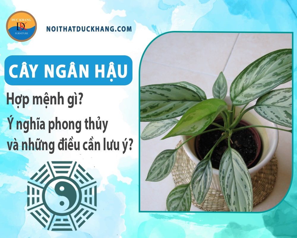 Cây ngân hậu hợp mệnh gì? Ý nghĩa phong thủy và những điều cần lưu ý