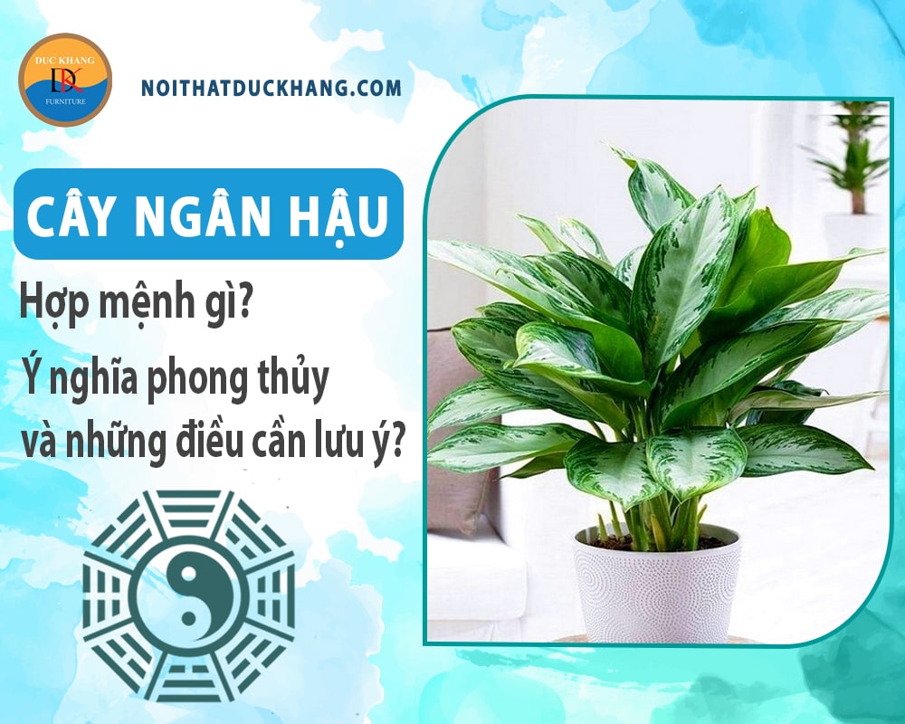 Cây ngân hậu hợp mệnh gì? Ý nghĩa phong thủy và những điều cần lưu ý