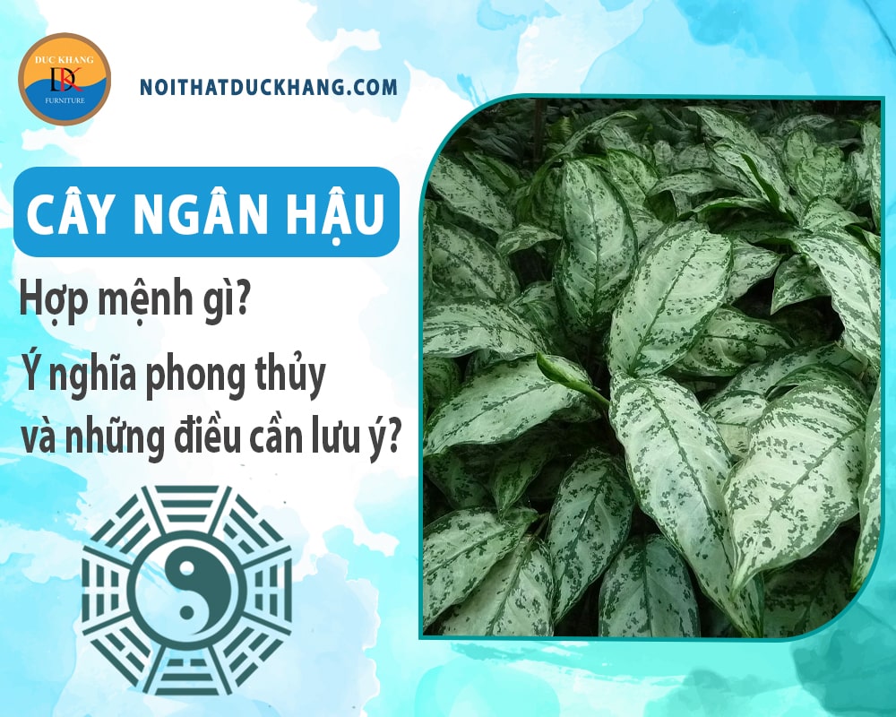 Cây ngân hậu hợp mệnh gì? Ý nghĩa phong thủy và những điều cần lưu ý