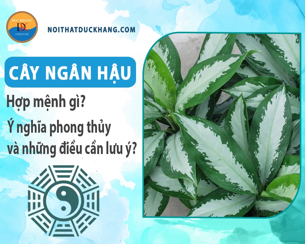 Cây ngân hậu hợp mệnh gì? Ý nghĩa phong thủy và những điều cần lưu ý