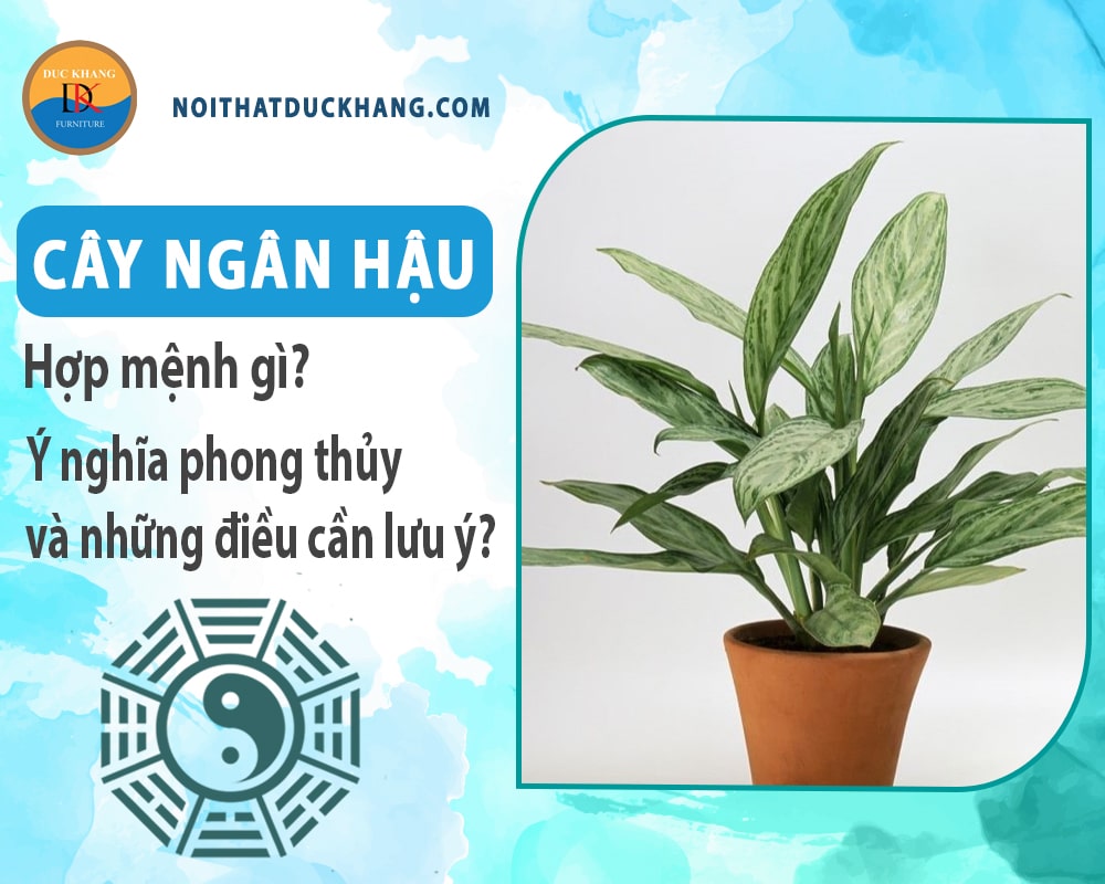 Cây ngân hậu hợp mệnh gì? Ý nghĩa phong thủy và những điều cần lưu ý