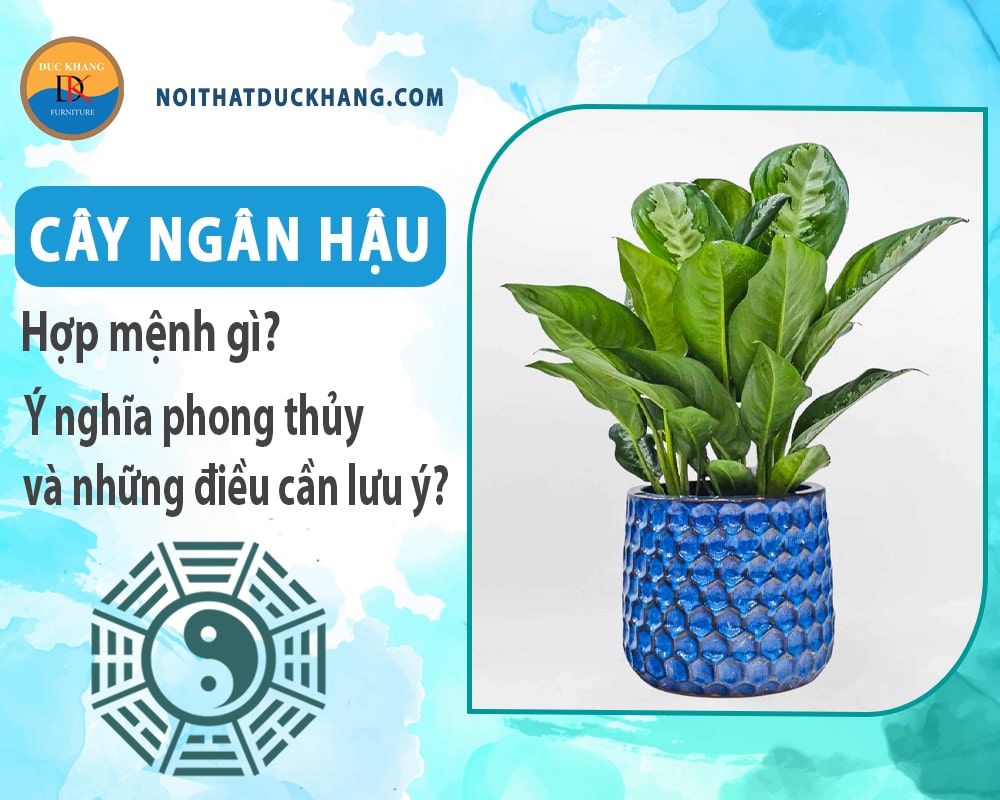 Cây ngân hậu hợp mệnh gì? Ý nghĩa phong thủy và những điều cần lưu ý