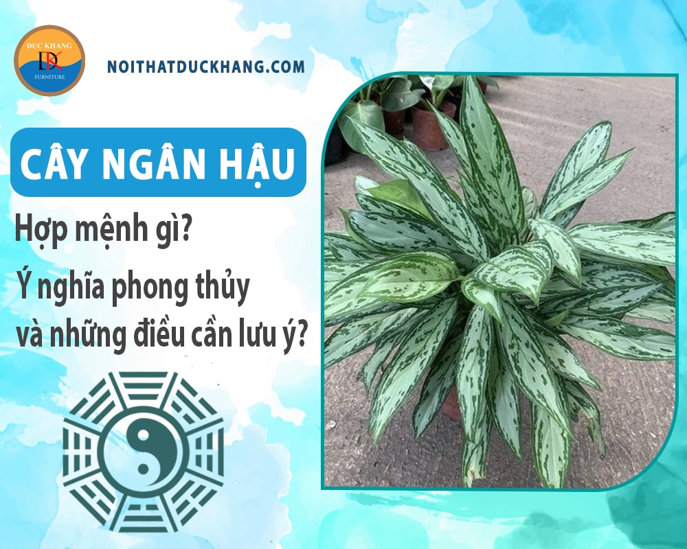 Cây ngân hậu hợp mệnh gì? Ý nghĩa phong thủy và những điều cần lưu ý