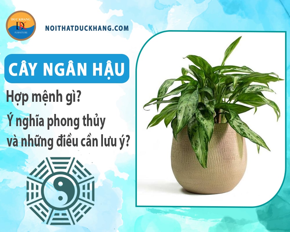 Cây ngân hậu hợp mệnh gì? Ý nghĩa phong thủy và những điều cần lưu ý