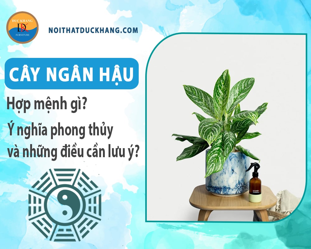 Cây ngân hậu hợp mệnh gì? Ý nghĩa phong thủy và những điều cần lưu ý