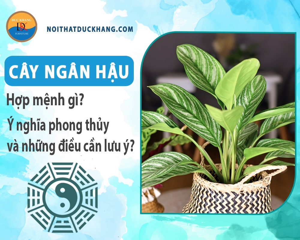 Cây ngân hậu hợp mệnh gì? Ý nghĩa phong thủy và những điều cần lưu ý