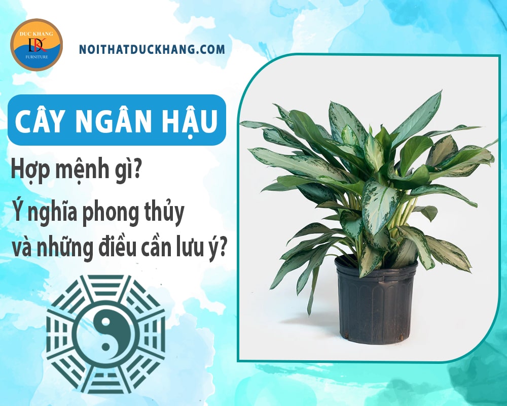 Cây ngân hậu hợp mệnh gì? Ý nghĩa phong thủy và những điều cần lưu ý