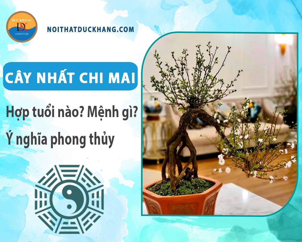 Cây nhất chi mai hợp mệnh gì? Tuổi gì? Ý nghĩa phong thủy