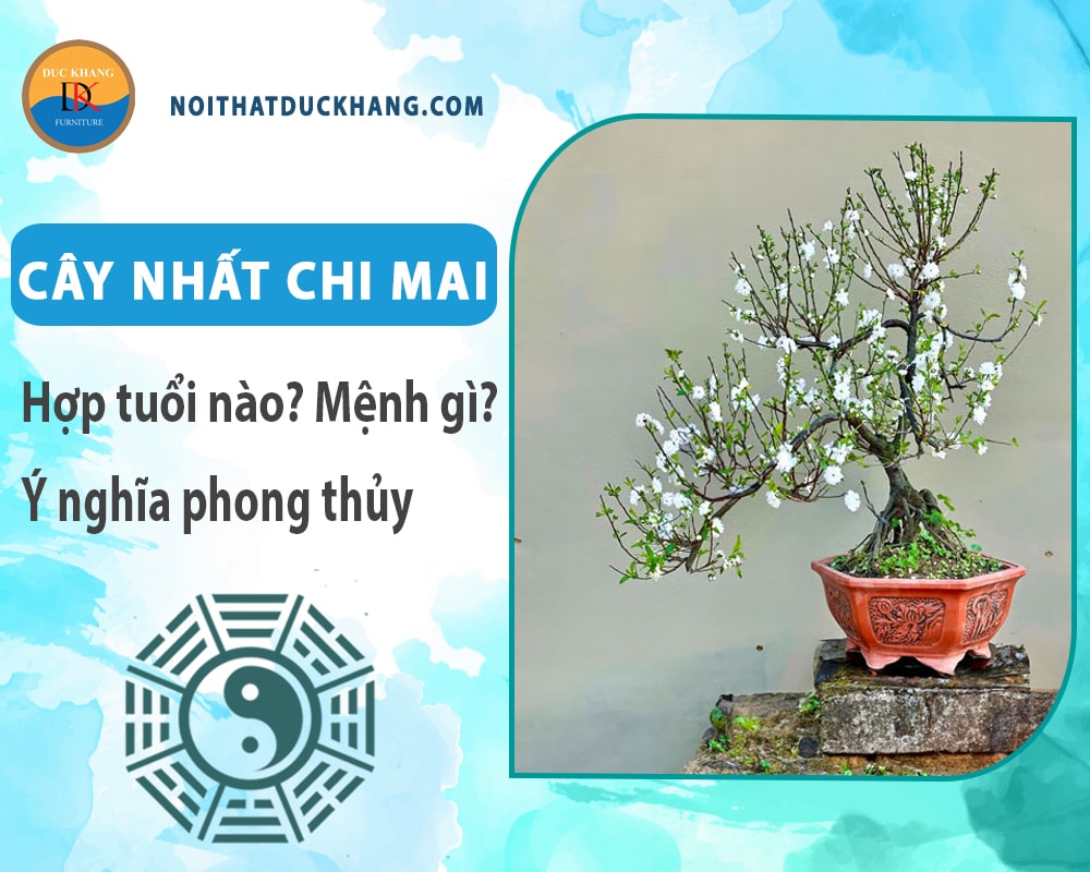 Cây nhất chi mai hợp mệnh gì? Tuổi gì? Ý nghĩa phong thủy