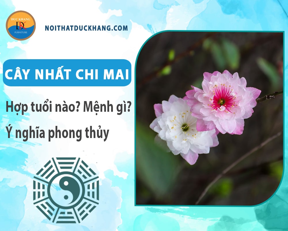 Cây nhất chi mai hợp mệnh gì? Tuổi gì? Ý nghĩa phong thủy