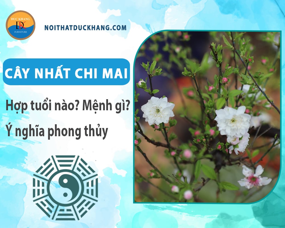 Cây nhất chi mai hợp mệnh gì? Tuổi gì? Ý nghĩa phong thủy